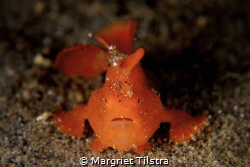 Face to face with a juvenile frogfish
Silver Reef Houser... by Margriet Tilstra 